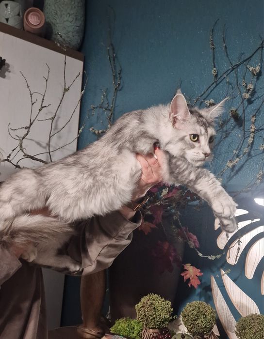 Maine Coon kotka kocięta