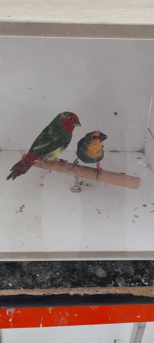 Algumas Aves exóticas