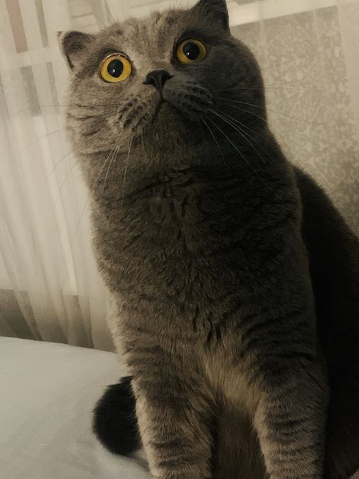 Вязка кота «Скотиш Фолд»