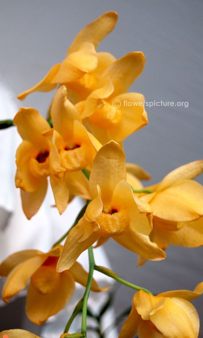 Dendrobium muschatum. Дендробиум мускусный.