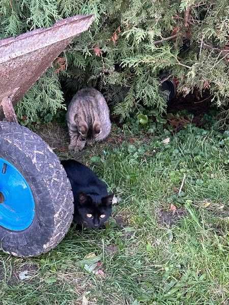 Dwa młode kotki szukają bezpiecznego domu