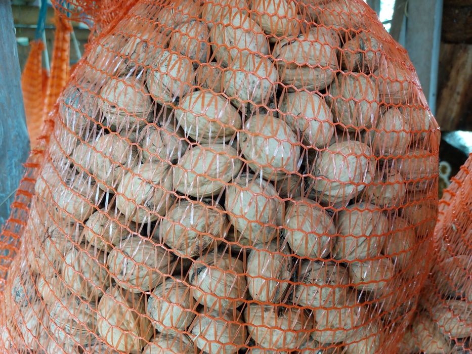 Orzechy włoskie z przydomowego sadu, zbiór 2025.