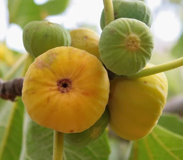 Черенки инжира Адриатического, Абшеронского, Рондино.Есть саженцы.