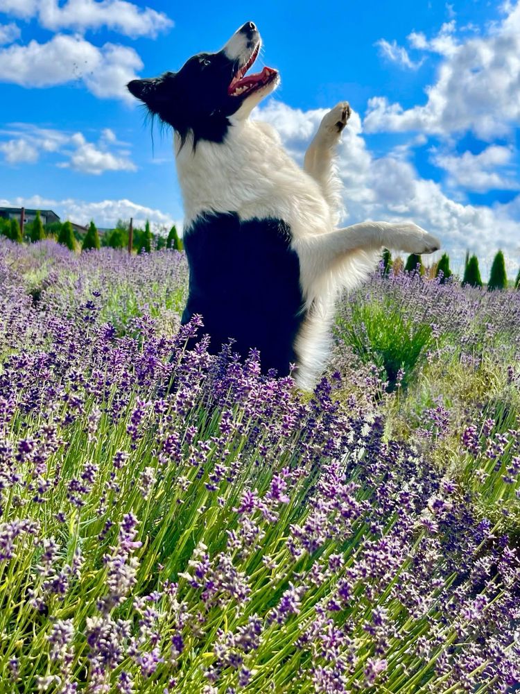 Border Collie FCI ZKWP