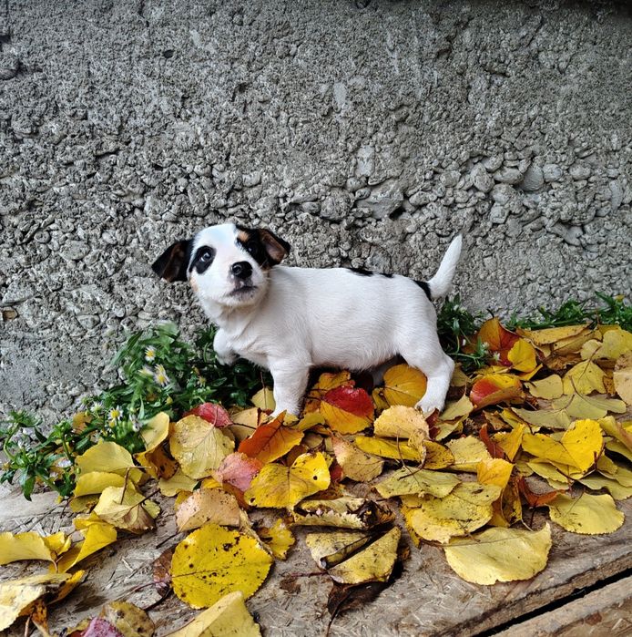 Джек Рассел цуценята