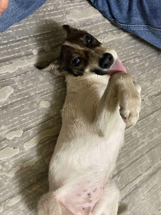 Віддам врятоване цуценя (вакцинована, з паспортом).Доставлю по Україні