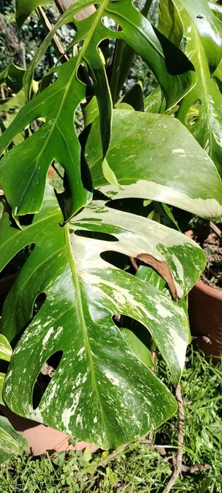 Monstera deliciosa variegata