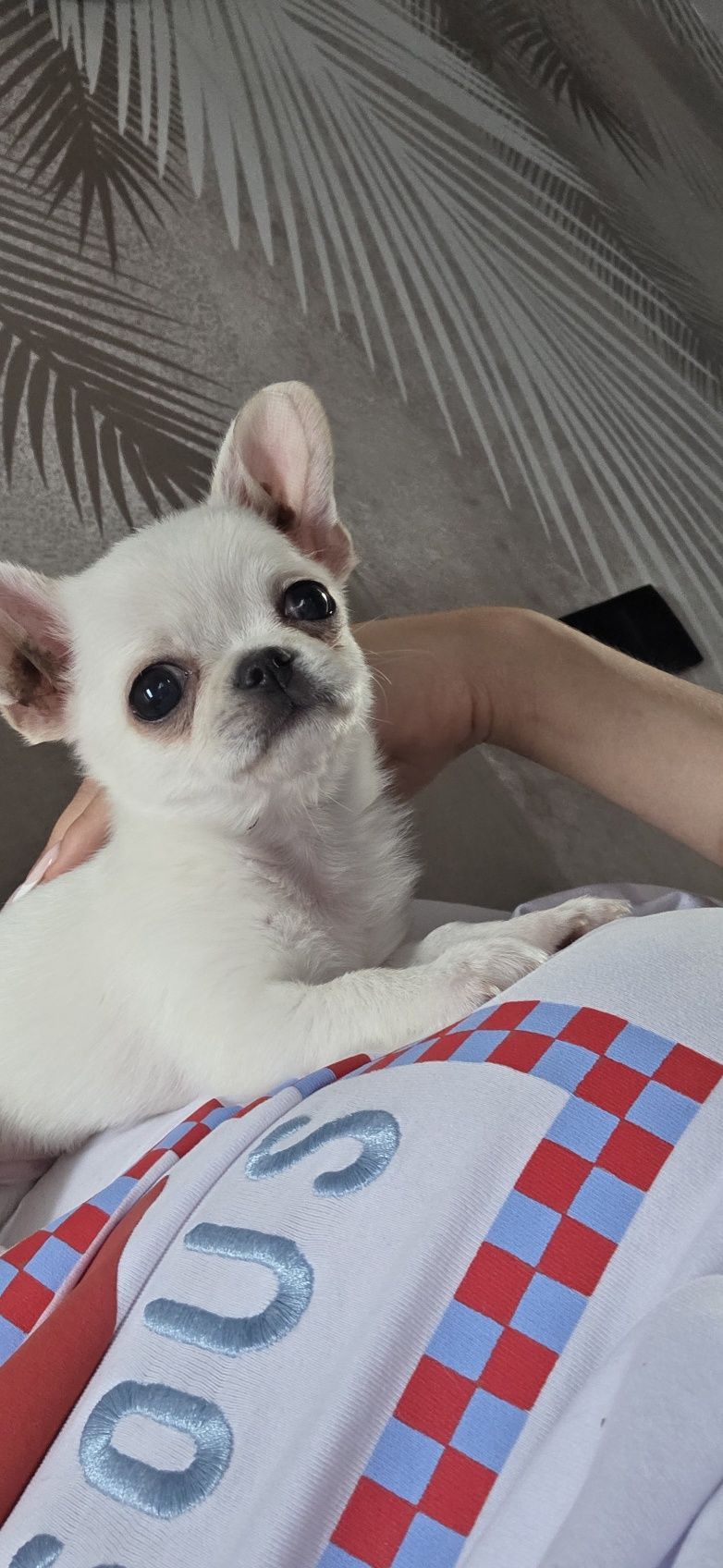 Chihuahua chłopiec  mini fci