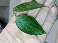 Hoya Hoja FITCHII cięta