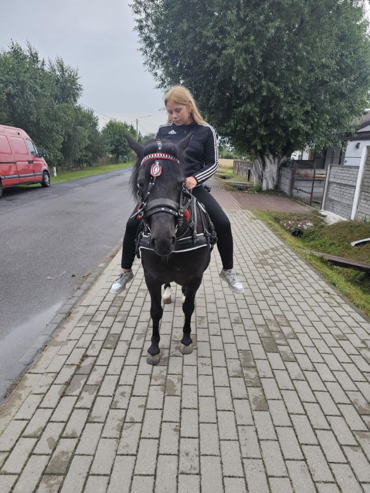 Sprzadam kuca polecam