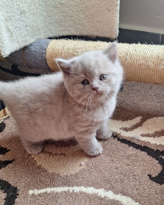 Fêmea  scottish straight