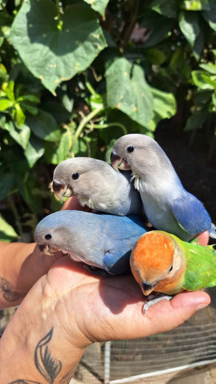 Vendo Agapornis Domesticados