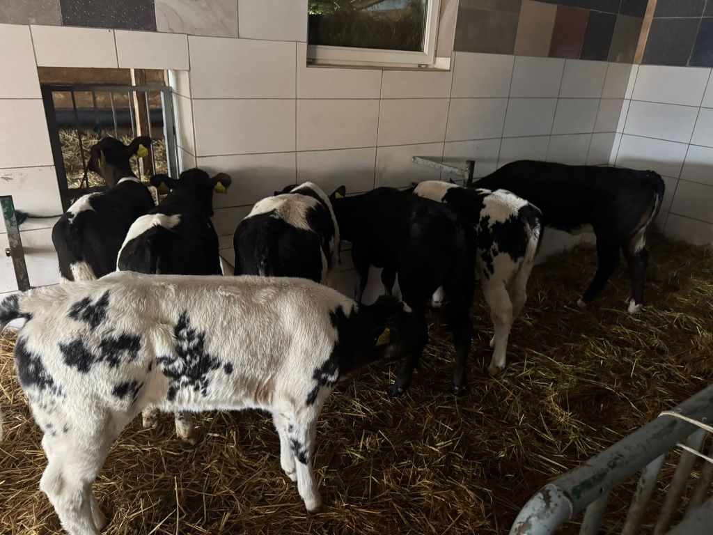 Jałówki bb i angus
