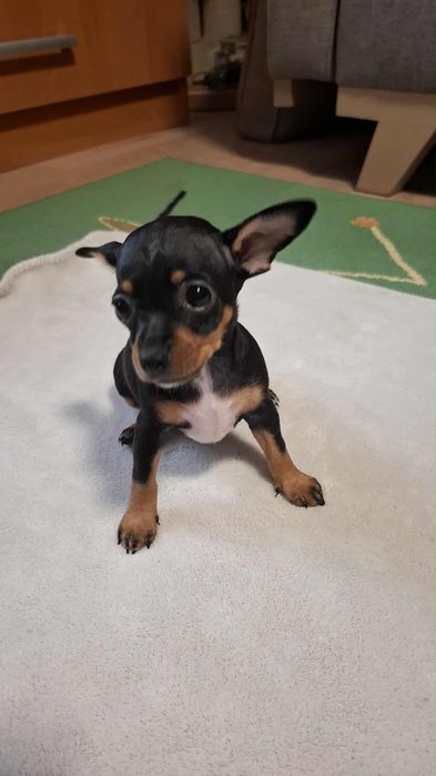 Suczka rasy pinczer średni