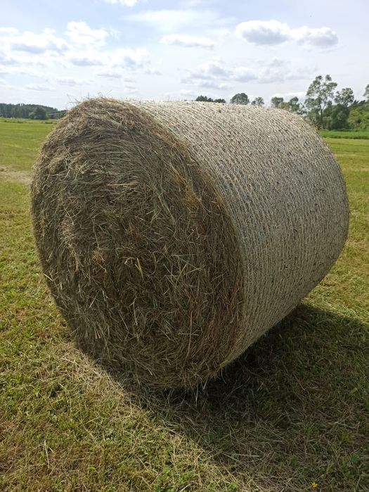 Świeże siiano w balotach 2025