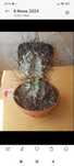 Кактус астрофитум орнатум, Astrophytum  Ornatum.