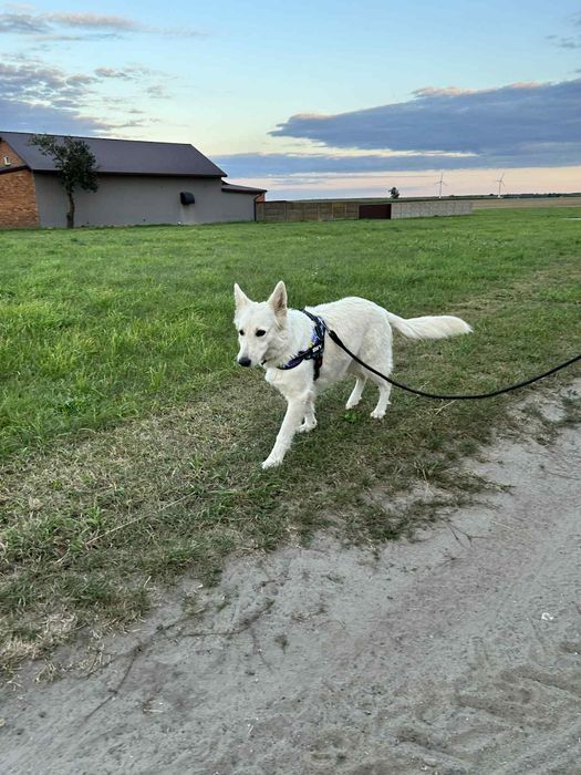 Owczarek Szwajcarski długowłosy