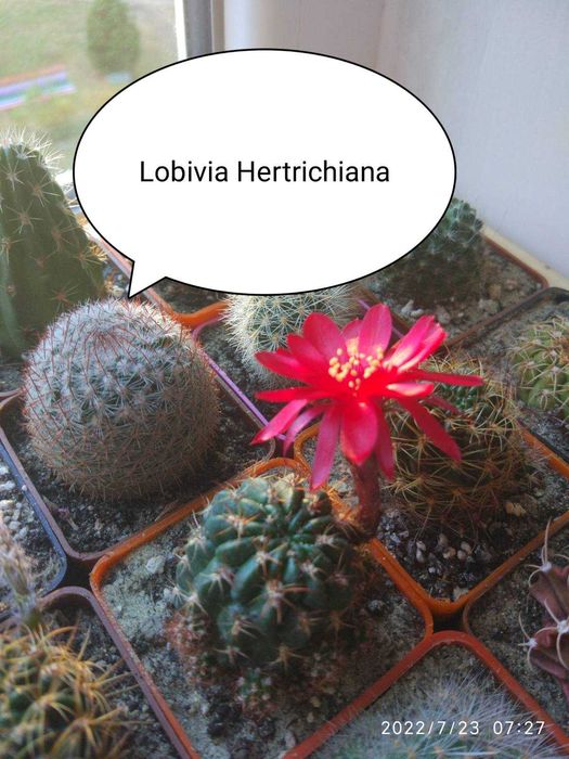 Кактус Лобівія  10- видів 25-35грв( дітки дешево)