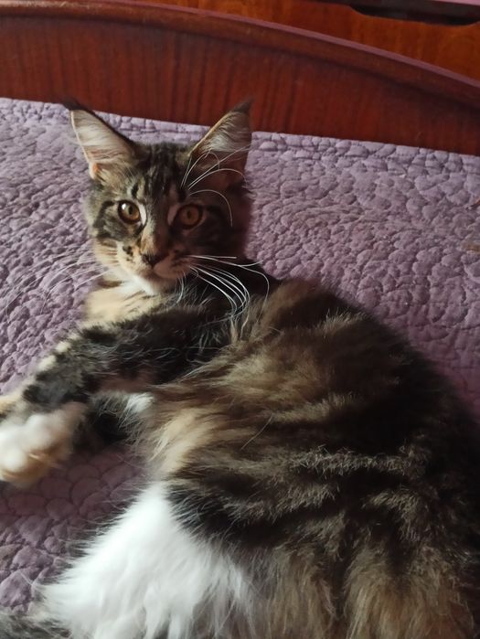 Куночка черепашка із розплідника