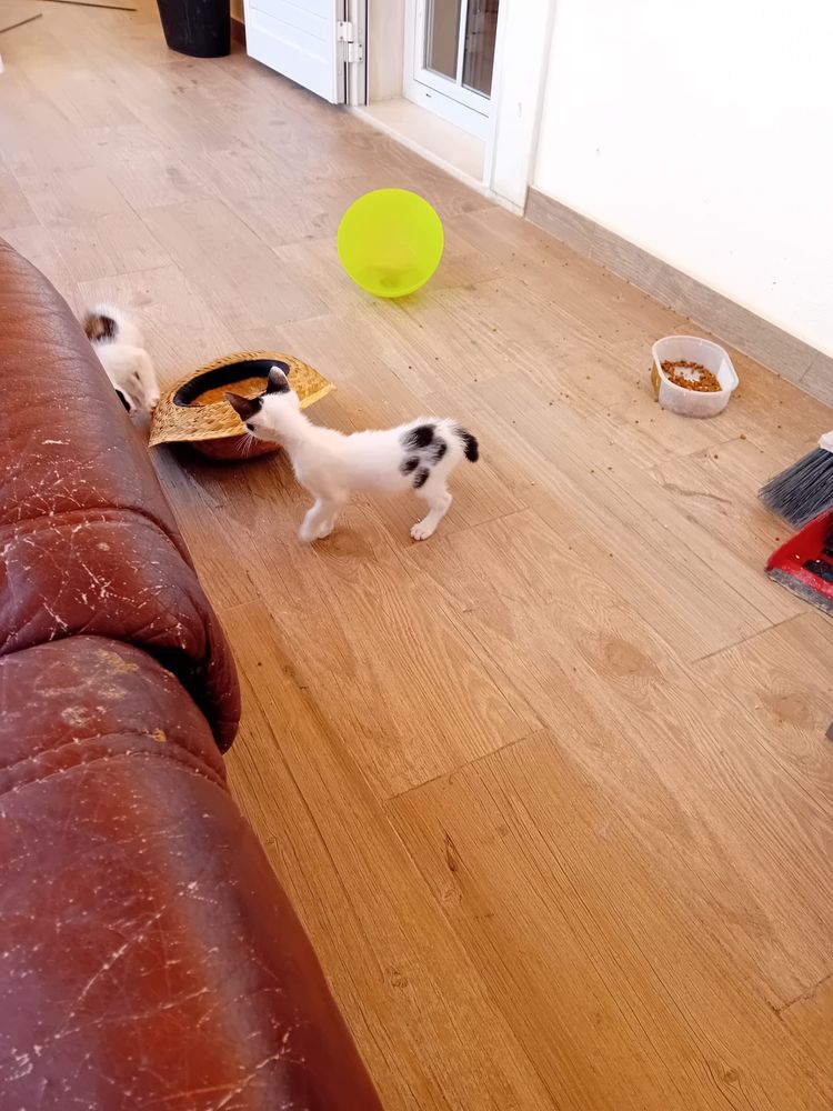 Gatinhos bebes para dar