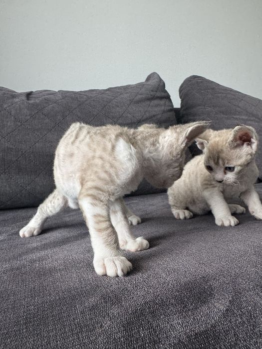 Śliczne kocięta Devon Rex - Słodka Jagoda*PL
