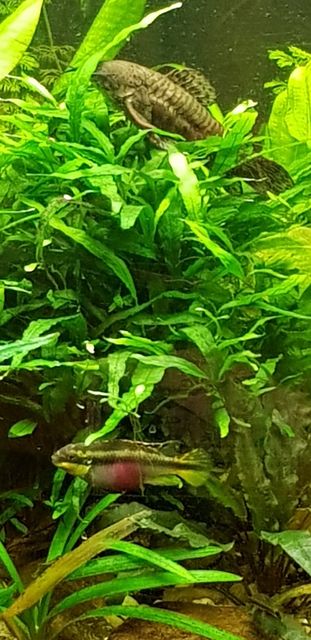 Rośliny akwariowe Microsorum pteropus trident