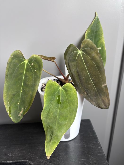 Anthurium (Ralph Lynam x Fort Sherman) x (Carlablackiae x Papi)