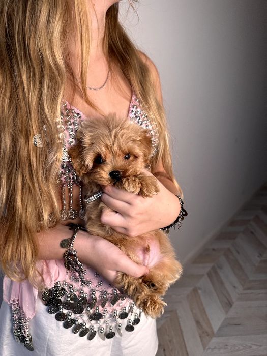 Микро мальтипу мальчик ф1, хлопчик мальтіпу мікро міні, maltipoo