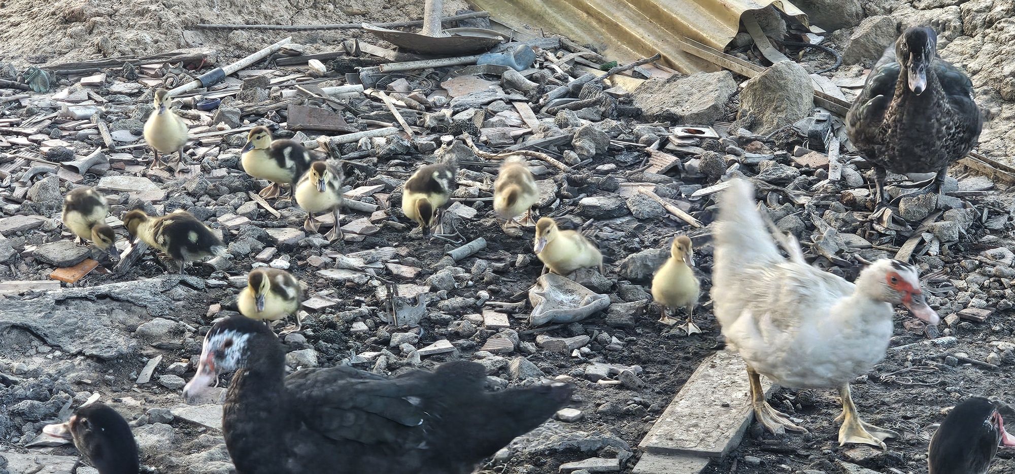 Patos Mudos Adultos