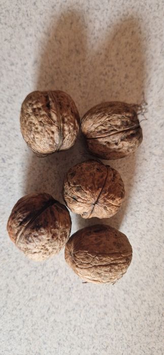 Orzechy włoskie tegoroczne