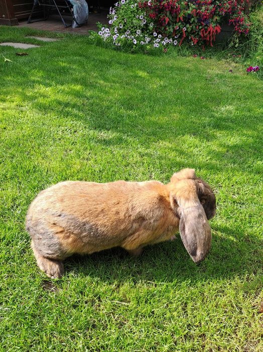 Sprzedam kroliki barany francuskie
