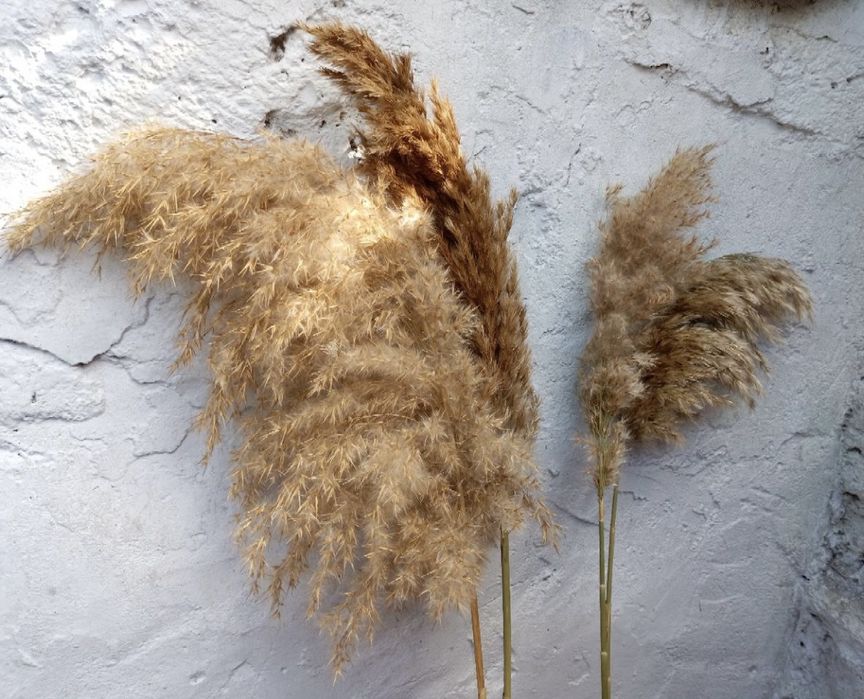 Очерет річний сухий пампасна трава Камыш сухоцвет тростник