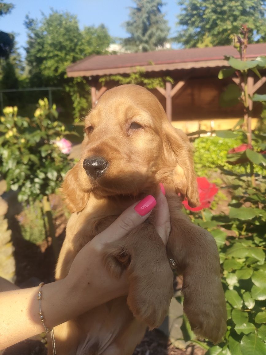 Cocker spaniel śliczny maluszek