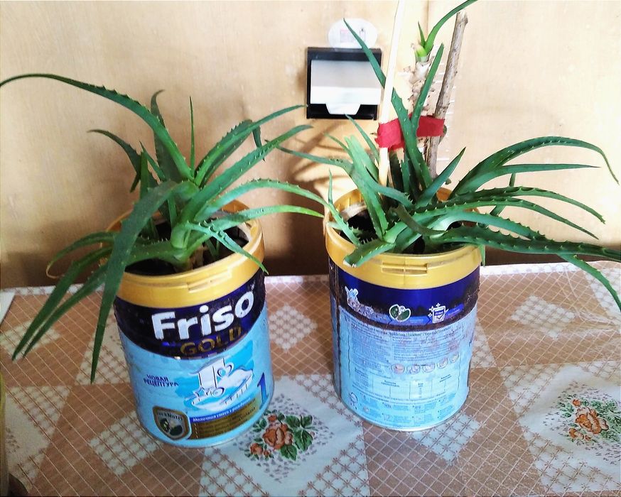 Цветы комнатные Алоэ и красула.