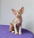 Piękny chłopczyk Devon Rex szuka kochającego domu.