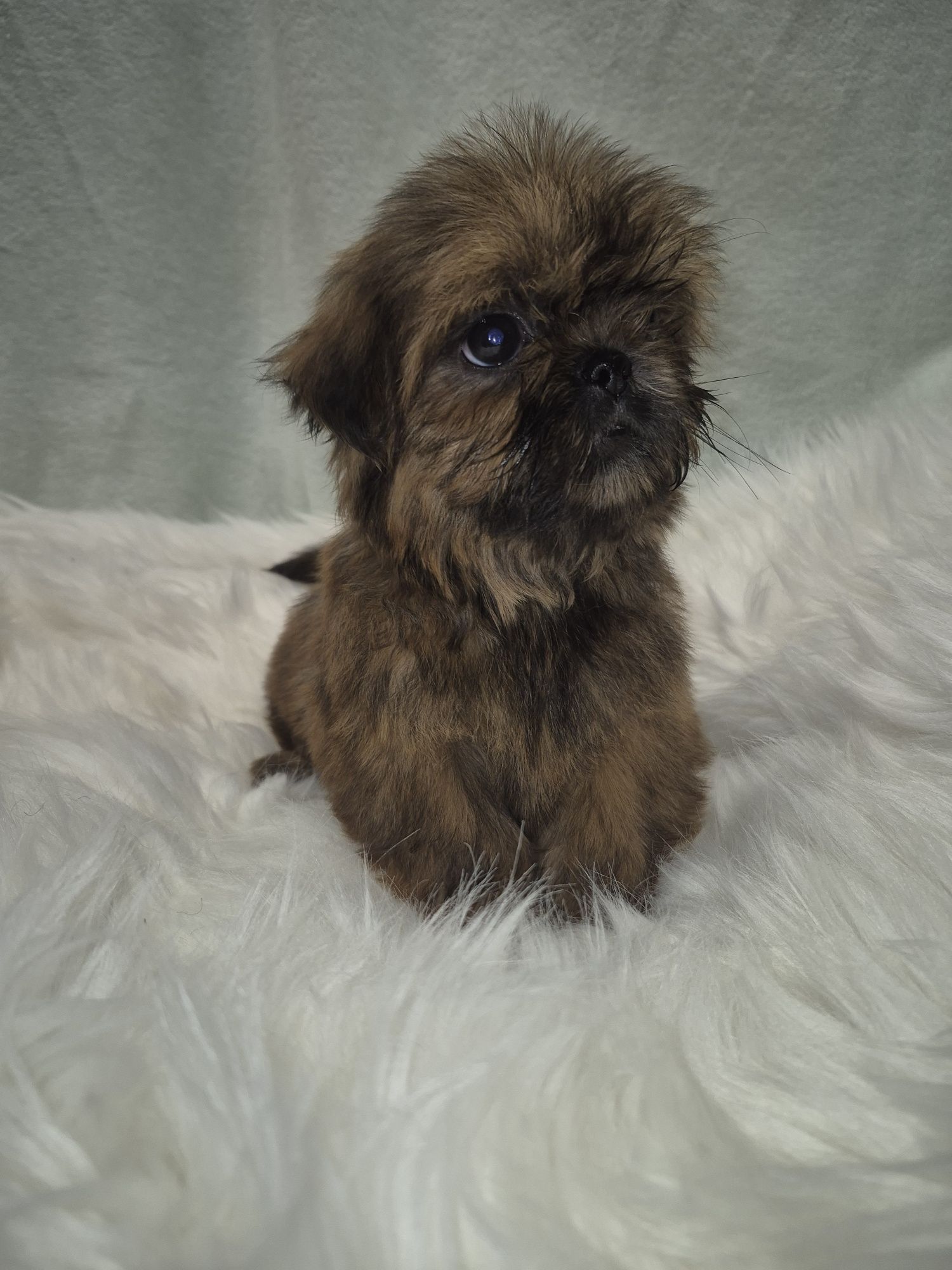 Suczka Shih TZU do odbioru