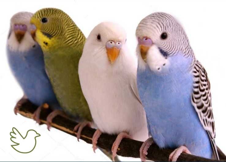 Молодые волнистые попугаи неразлучники