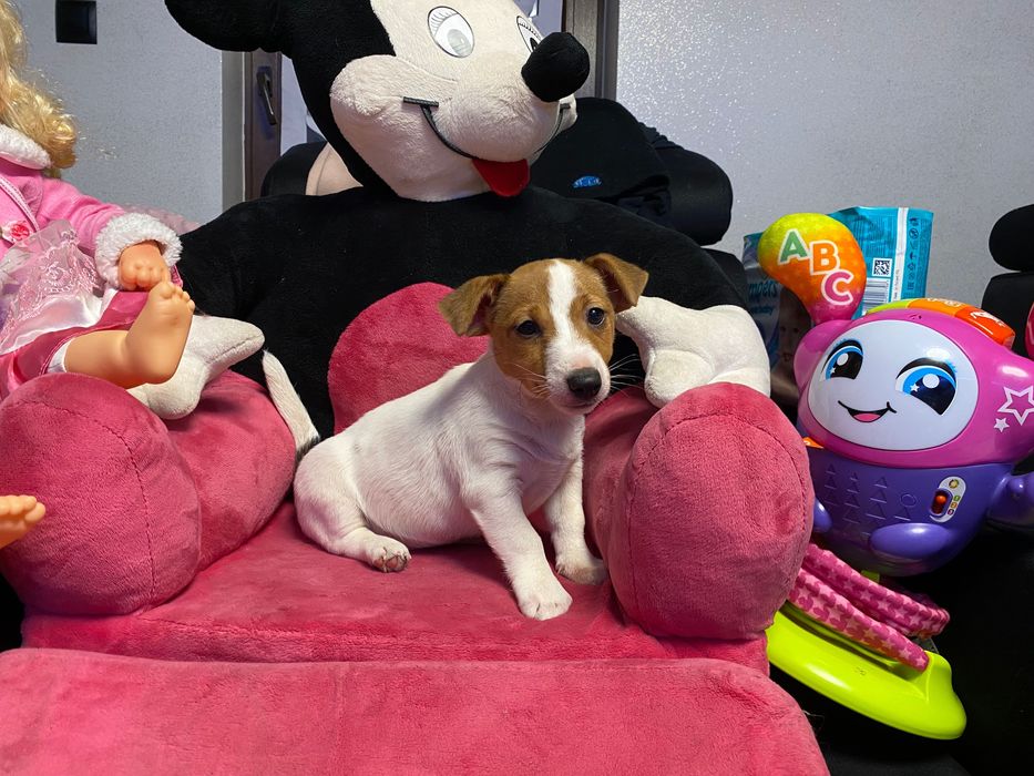 Śliczna suczka Jack Russell Terrier