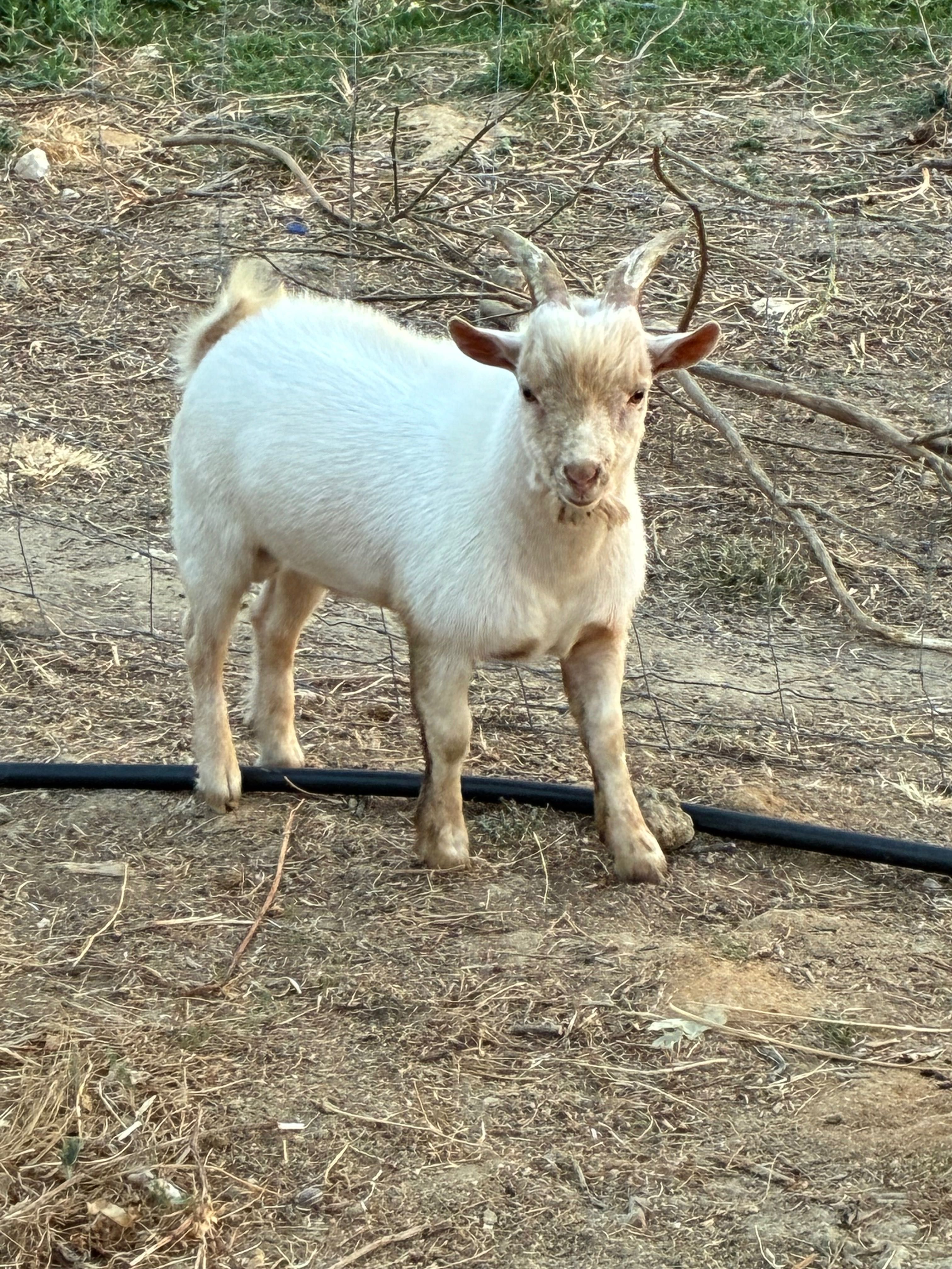 cabrito anao 6 meses