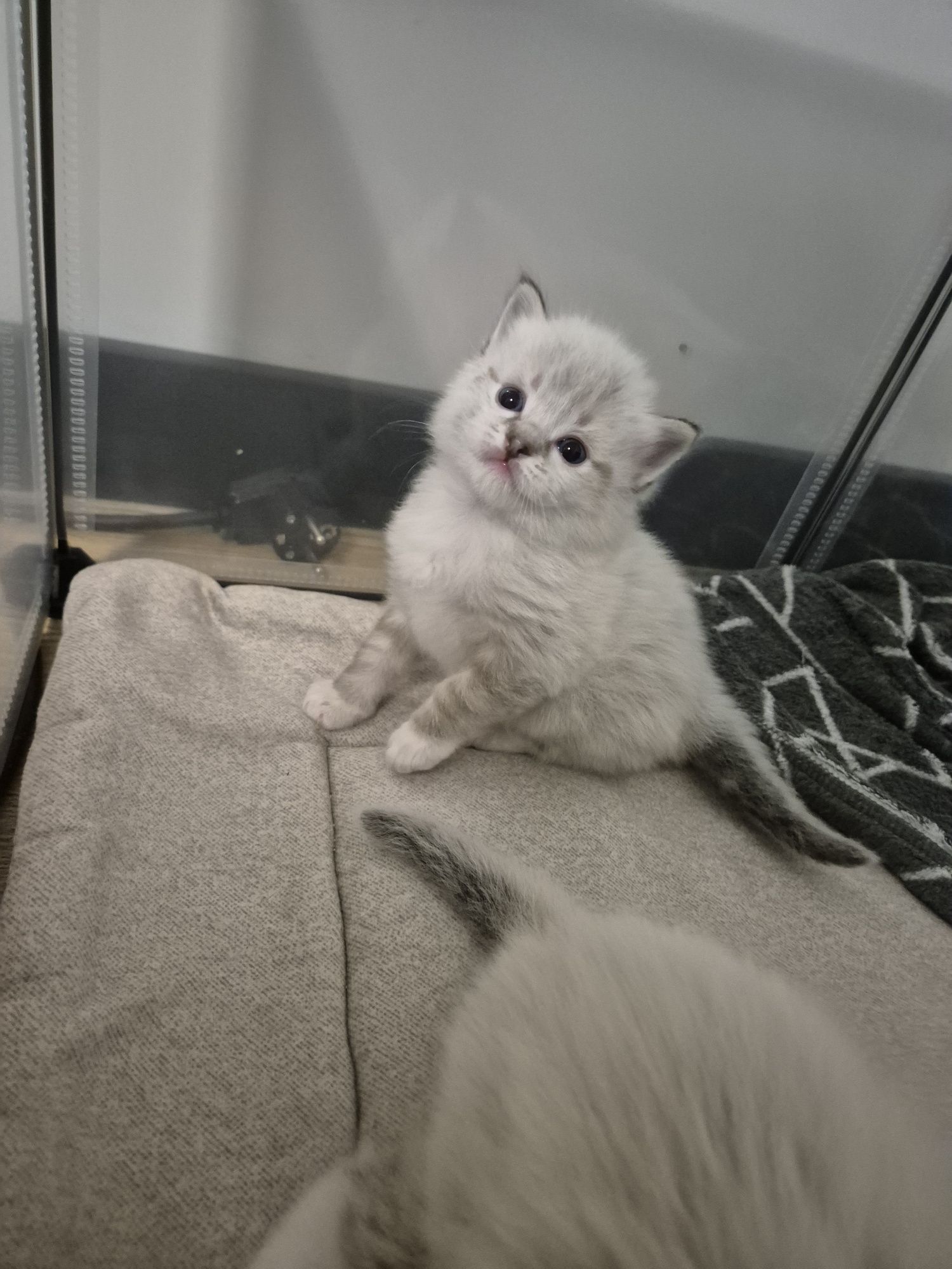 Kocurek ragdoll  FPL seal mitted tabby