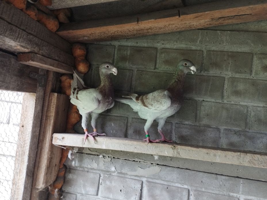 Gołębie niemiecki wystawowy samiec/samica