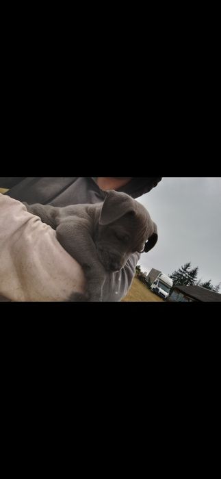 Amstaff szczeniaki american staffort shirt terier