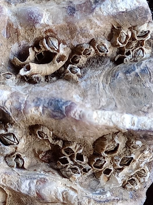 Muszla ozdobna oceaniczna