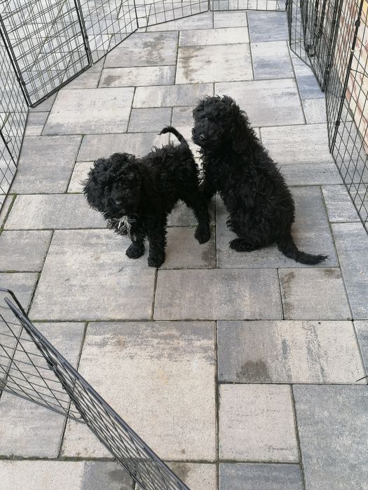 Pudel miniaturowy czarny piesek