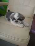 Piesek shihtzu .