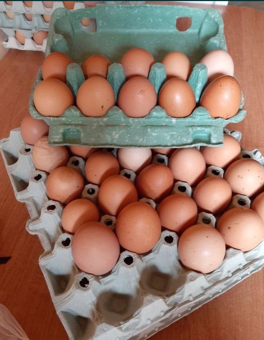 Jajka wiejskie 11 zł / 10 szt