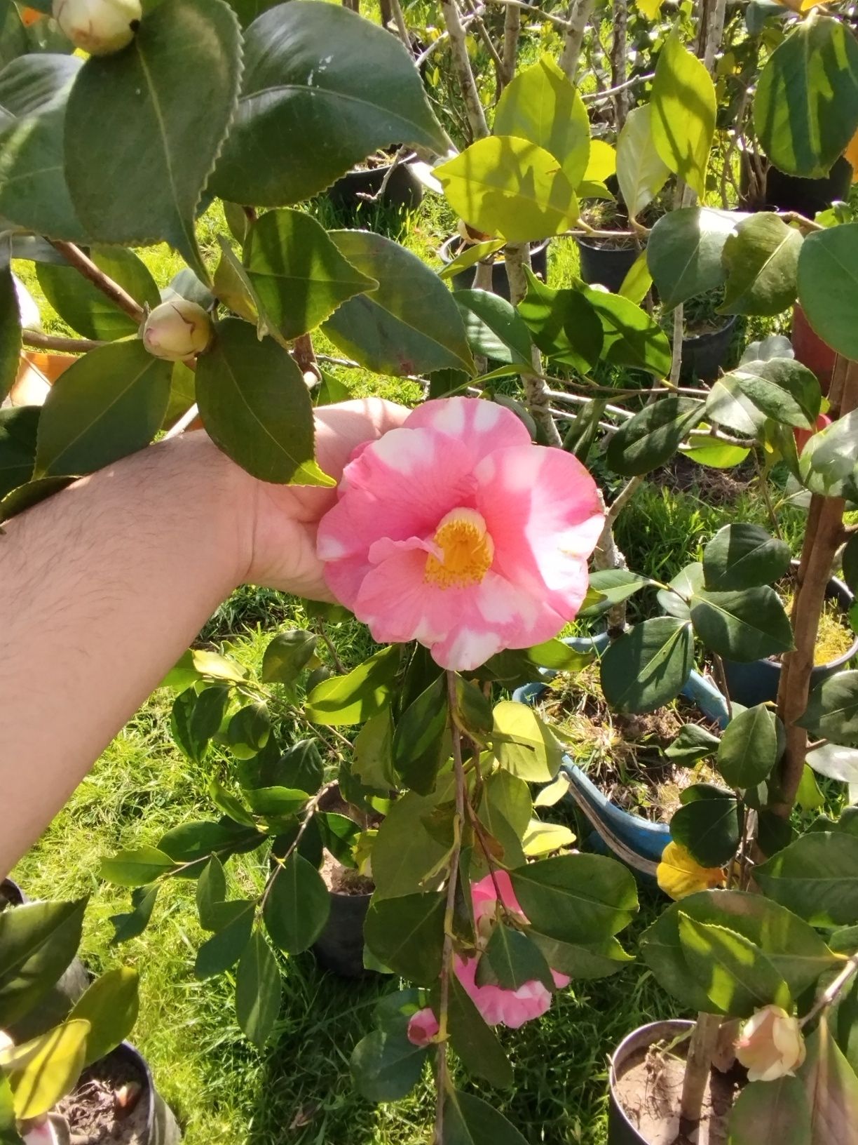 Camélias flor cor rosa