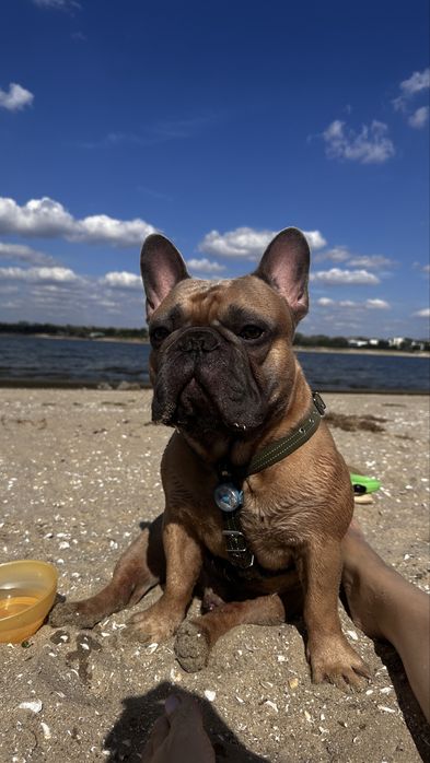 Вязка Французский бульдог