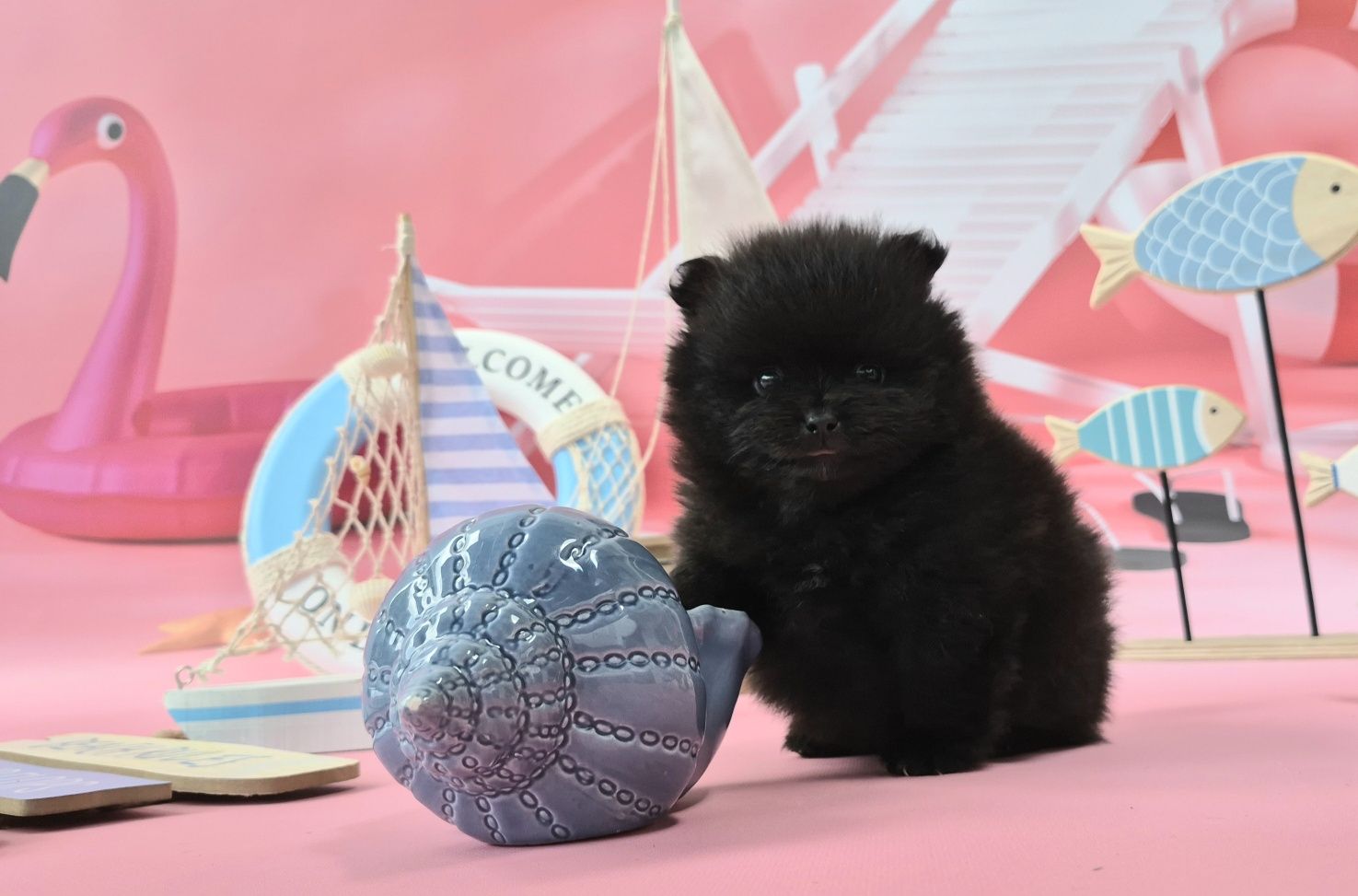 chłopiec szpic miniaturowy pomeranian dostępny do rezerwacji