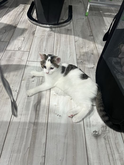 Piekny kociak szuka nowego domku